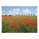 Suche nach blühende bäume poster Landschaft
