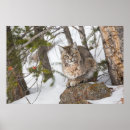 Suche nach nadelbäume poster Schnee