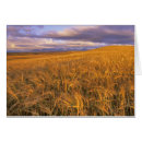 Suche nach gerste postkarten Sonnenuntergang