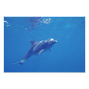 Suche nach unterwasser poster Ozean