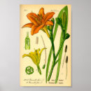 Suche nach taglilien poster Tiger