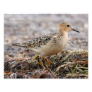 Suche nach buff poster Vogelvogel