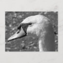 Suche nach wal schwanz postkarten Natur