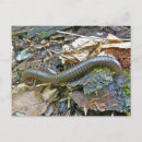 Suche nach arthropoden poster Insekten