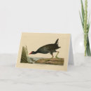 Suche nach audubon karten Vogelvogel