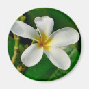Suche nach frangipani magnete Plumeria