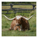 Suche nach longhorn poster Weide
