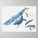 Suche nach buckelwal poster Wildtiere