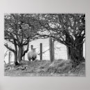 Suche nach sheep poster Farm