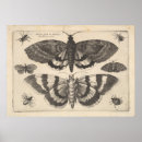 Suche nach lepidoptera poster Natur