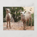 Suche nach bighorn postkarten Tierwelt