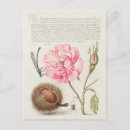 Suche nach vintage illustration postkarten Blume