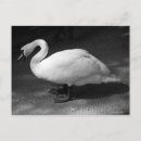 Suche nach stumm postkarten Vogelvogel