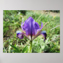 Suche nach durchsichtig poster Blume