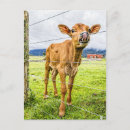 Suche nach niedliches kalb postkarten Lustig