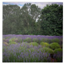 Suche nach lila felder fliesen Lavendel