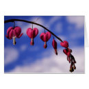 Suche nach blutendes herz karten Fotografie