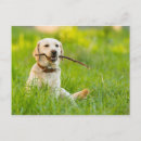 Suche nach sticken postkarten Hund