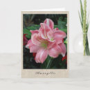 Suche nach amaryllis karten Flowers
