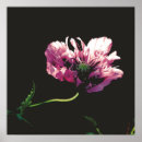 Suche nach papavere poster Mohn