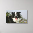 Suche nach collie leinwandbilder Foto
