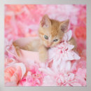 Suche nach orange katze poster Blume