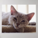 Suche nach kitten poster Tier