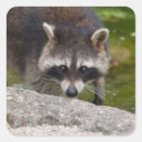 Suche nach kokons aufkleber Raccoon