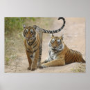 Suche nach tiger poster Jung