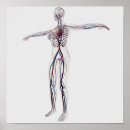 Suche nach arterien poster Komplexität