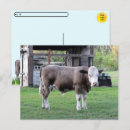 Suche nach stier postkarten Nutztiere