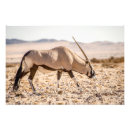 Suche nach oryx poster Namibia