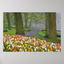 Suche nach keukenhof poster Tulpe