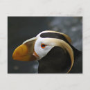 Suche nach puffins postkarten Vögel