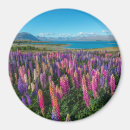 Suche nach lupine magnete Tekapo