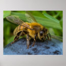 Suche nach honigbienen poster Natur