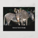 Suche nach zebras postkarten Tierwelt