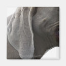 Suche nach weimaraner magnete Haustiere