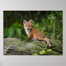 Suche nach foxy poster Babyfox