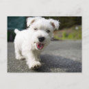 Suche nach woche postkarten Hund