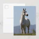 Suche nach bob postkarten Tier