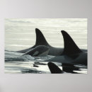 Suche nach orca poster Kalb