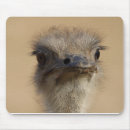 Suche nach strauß mousepads Vogel