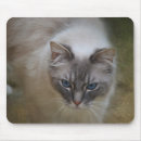 Suche nach ragdoll katze mousepads Haustier