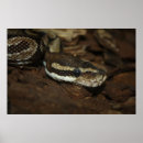 Suche nach carpet poster Python