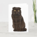 Suche nach scottish karten Katze