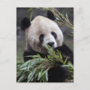 Suche nach großer panda postkarten Tier