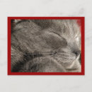 Suche nach graue katzen postkarten Kätzchen