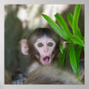 Suche nach wild lebende tiere poster Affe
