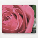 Suche nach garten rose mousepads Fotografie